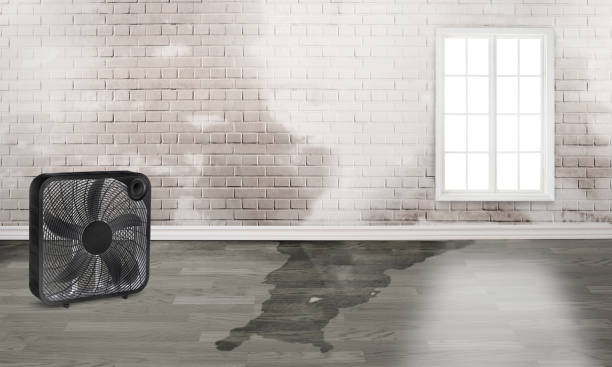 Best Water damage contractors near me  in Leon Valley, TX